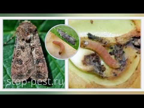 Video: Кандай курт-кумурскалар пахта өсүмдүктөрүнө зыян келтирет?