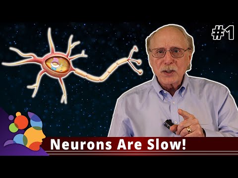 Neurons Are Slow! – Machine Learning Is Not Like Your Brain #1