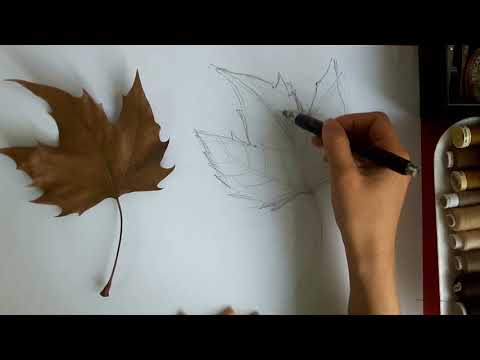 Video: Come Disegnare Una Foglia D'acero