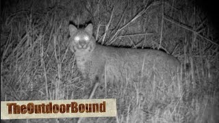 Illinois Bobcat Fooled by FOXPRO