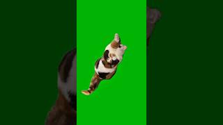 Stretching Cat Meme Green Screen | Lazy Mood Template Stretching Cat Meme Green Screen | Lazy Mood Template