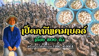 เลี้ยงเป็ดกากี พันธุ์แคมเบลล์ 800 ตัว ขายไข่สร้างรายได้เดือนละ 7,000-10,000 บาท