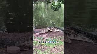 Interesting Facts About Monitor Lizards #unique #animals #shorts