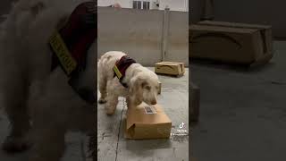Scent detection beginners