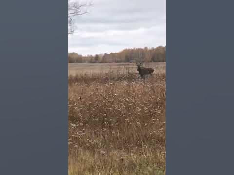 Лосяж - YouTube
