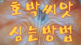 맷돌호박 단호박 씨앗심는방법