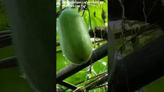 petha/Ash Gourd/ kumra organic gardening Harvesting pethashrotspethayoutubeshortsviral