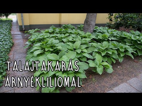 Videó: Miért Változik A Hosta Színe?