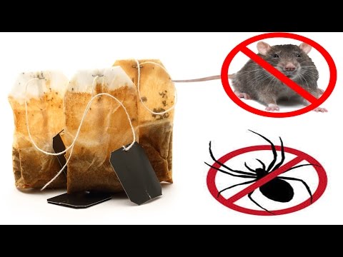 You Will Never See Mice or Spiders In Your House Again If You Use One Tea Bag