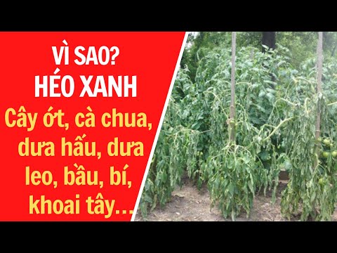 Video: Làm gì để cà tím héo: Quản lý cà tím bị héo do nấm Verticillium