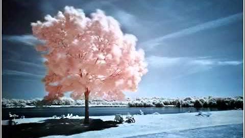 سورة هود كامله .. بصوت القارئ ادريس ابكر