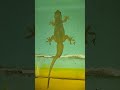 lizard video #big lizard #chhipkali video #gecko video #big lizard video #big chhipkali video#lizard