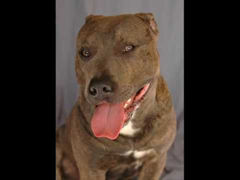 Change Your Mind About The American Pit Bull Terri...