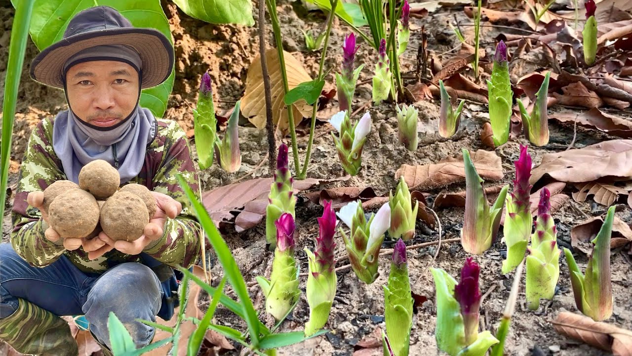 ว้าวๆๆดอกกระเจียวแดงเริ่มโผล่ ขุดไข่กุดจี่เบ้า หมานคัก