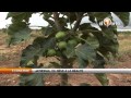 Jatropha du rve  la ralit