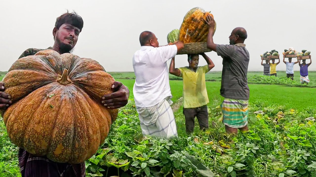 আড়িয়াল বিলের বিশাল সাইজের মিষ্টি কুমড়া || Panorama Documentary