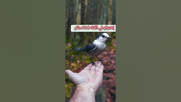 سوره الكهف/ الشيخ علي جابر /قال هذا فراق بيني وبينك سأنبئك بتأويل مالم تستطع