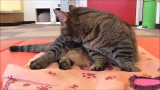 [CAT CAFE]Self grooming [JAPAN TOKYO]20150625 002