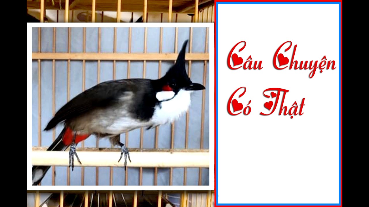 Chết Chim Vì Cước #phú_tường_wedding