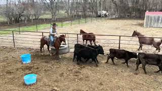 2024 Shelman Family Horse Sale ~ Lot 8 ROCKIN ASHWOOD GUY
