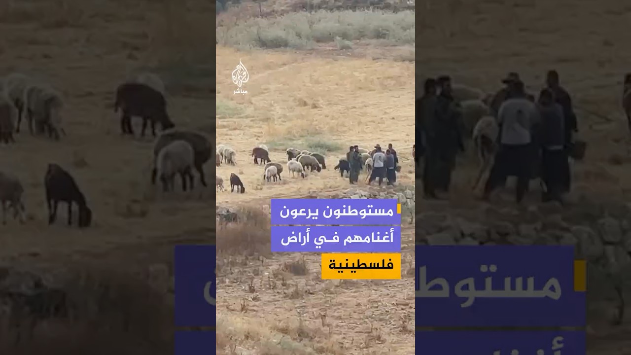 مستوطنون يرعون أغنامهم داخل أراض زراعية في خربة الخرابة التابعة لبلدة السموع جنوبي الخليل