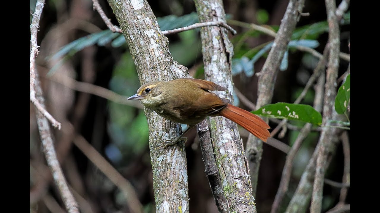 Trepador-quiete (Syndactyla rufosuperciliata)