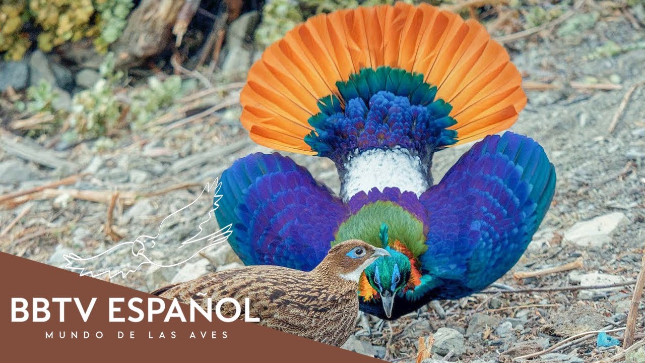 30 Criaturas Más Hermosas De La Tierra Orden Galliformes | Documental De Vida Salvaje | BBTV Español