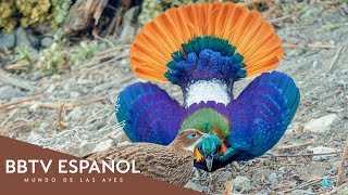 30 Most Beautiful Creatures on Earth: Order Galliformes | Wildlife Documentary | BBTV Spanish