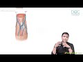 16. Cubital Fossa | Upper Limb Anatomy | Dr. Azam | Medical Maven