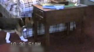 GENIUS Dog Opens Drawer PetTube