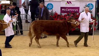 Heffrod Pedigri Limousin - Dosb 1 | Pedigree Limousin Heifers - Class 1