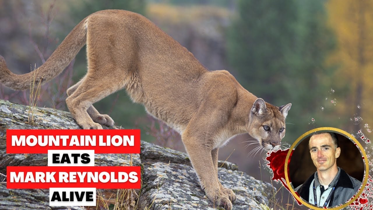 This Mountain Lion ATE Mark Reynolds Alive! (Lions Gone WILD) YouTube
