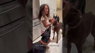 Just a girl and her Dobermans #viral #youtubeshorts #foryou #youtube #love #animals #beautiful