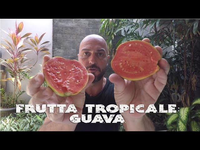 Frutta Tropicale: GUAVA