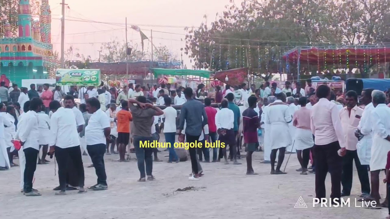 మొయిళ్ళ కాలువ సేద్యపు ఎద్దుల విభాగంలో 11