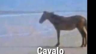 engualzinho 👍🏿 #DiaDasMães #fy #engracado #fyp #cavalo #horse