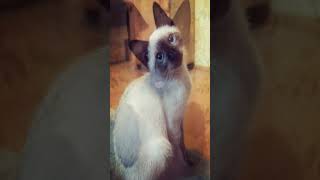 we love siamese cats. #siamesecat #kitty