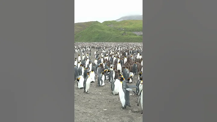 Gold Harbour, South Georgia. The empire of the King Penguin. 🐧