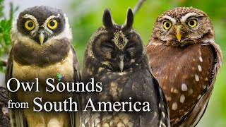 Owl Sounds with 10 species from South America