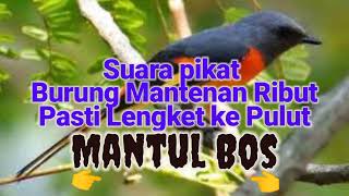 Download Lagu Suara pikat mantenan / Sepah Liar suara Jernih mantul MP3