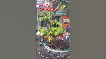 🟢 CCDV # 1185. Làm Đẹp Mai Ghép ||CCDV. 11/09/2025 AL