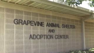 Grapevine Animal Services
