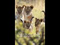 Small Allies, One Giant Defender — Nature’s Unexpected Alliance
