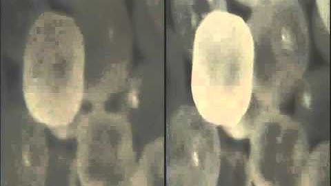 Table Salt Microscopic 3D SS SQ2