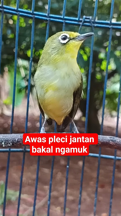 pleci betina gacor #plecigacor