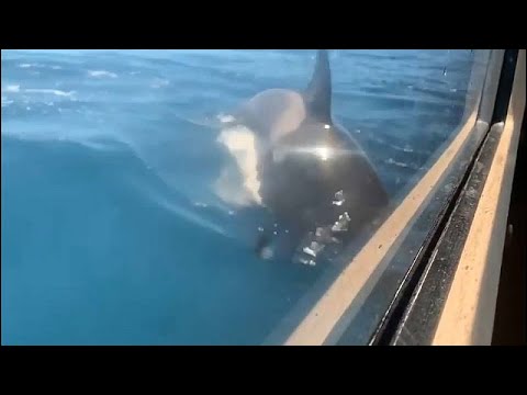 Video: Le orche assassine sono pericolose?