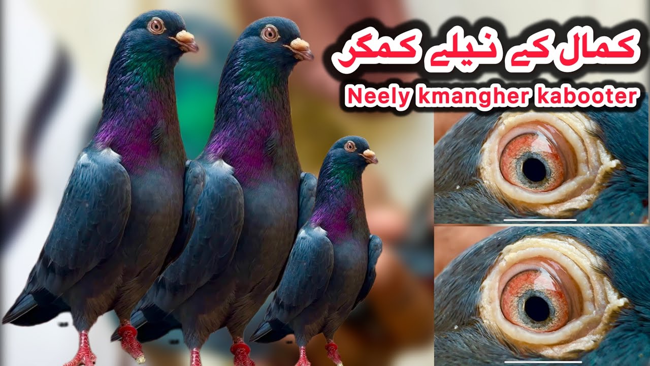 Taanbe ki kardi walay black hours neely kmangher kabooter + Indian lakhe + jodon khubsurat shauk