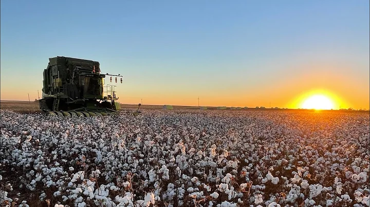 The start of cotton harvest 2022