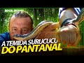 ENCARANDO MINHA SERPENTE FAVORITA, A SURUCUCU DO PANTANAL! | RICHARD RASMUSSEN