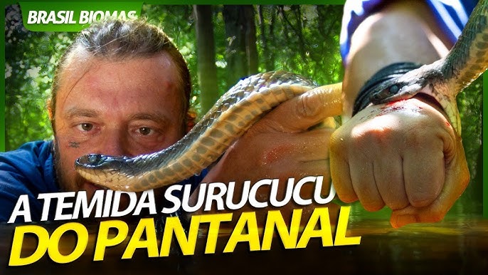 Cobra papa-pinto: veja o que fazer ao encontrar a serpente - NSC Total